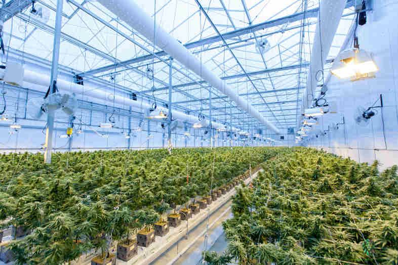 Anpflanzen von Marihuana: Das sind die Risiken von DIY (und warum es sich lohnt online einzukaufen)