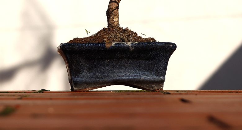 Bonsai-Marihuana: Was Sie wissen müssen, wenn Sie eins für sich haben möchten 2