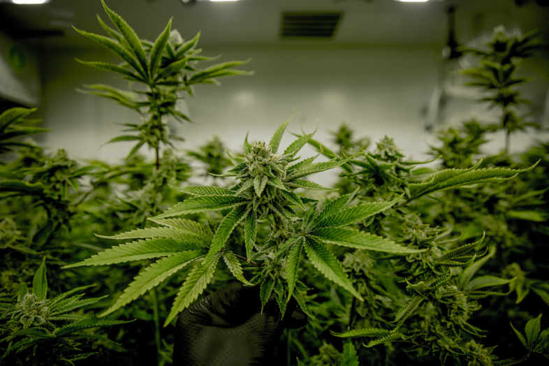 Cannabisabhängigkeit: Das müssen Sie wissen