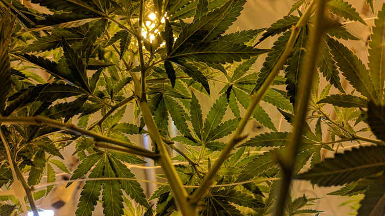 Der Schaden, der durch die Nichtlegalisierung von Marihuana entstanden ist 2
