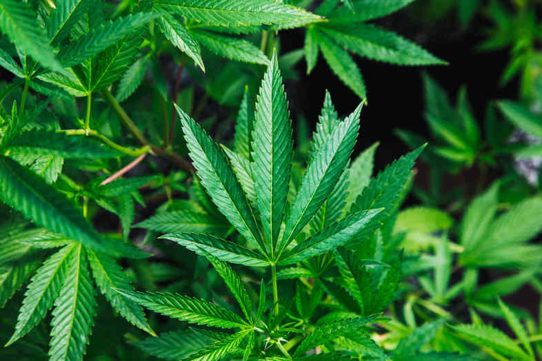 Der Schaden, der durch die Nichtlegalisierung von Marihuana entstanden ist