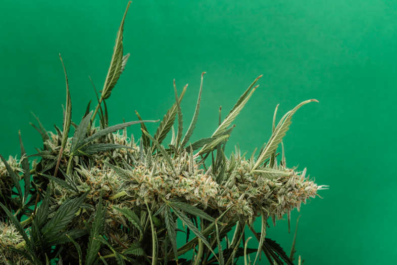 Die Nebenwirkungen von medizinischem Cannabis