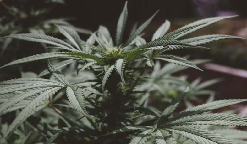 Großartiges Marihuana: Die Hauptverwendung von Hanf in der industriellen Welt