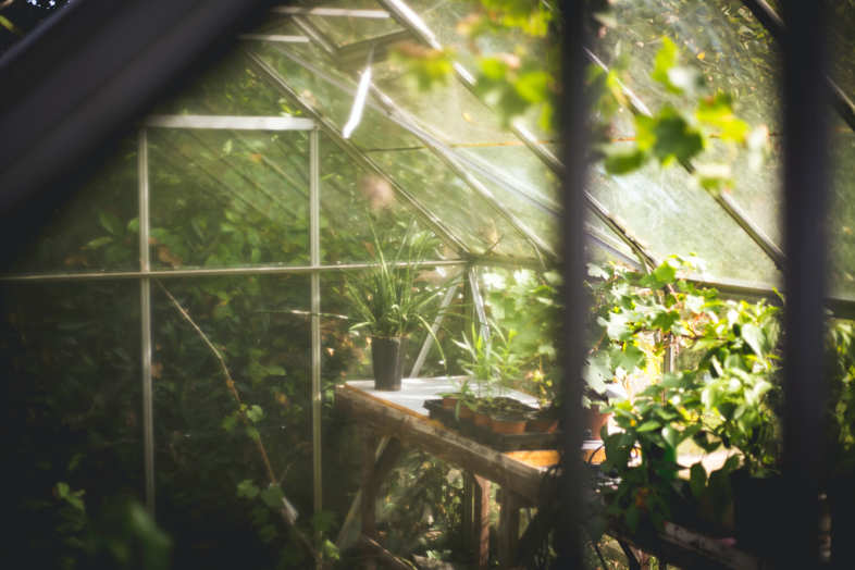 Indoor-Marihuana: Dies sind die Hauptmerkmale 2