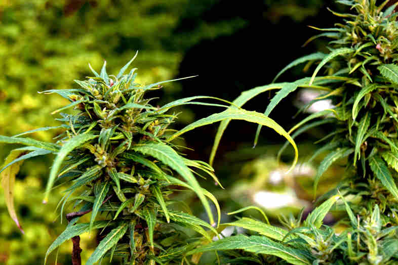 Indoor-Marihuana: Dies sind die Hauptmerkmale