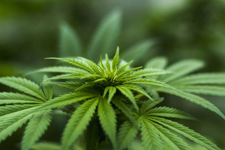 Mängel bei Cannabis: Wie werden sie behoben und wie stark beeinflussen sie die Qualität des Produkts?