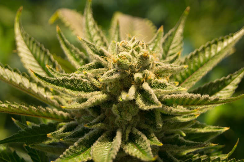 Mängel bei Cannabis: Wie werden sie behoben und wie stark beeinflussen sie die Qualität des Produkts? 2