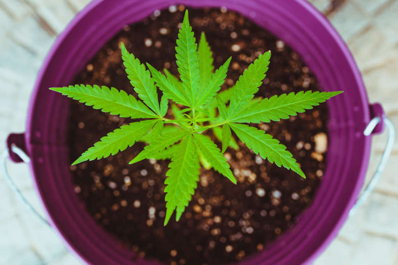 Marihuana-Blüte: Die Bedeutung der Blüte in der Cannabisproduktion 2