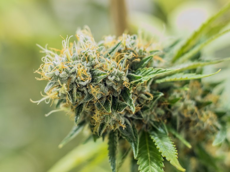 Marihuana-Blüte: Die Bedeutung der Blüte in der Cannabisproduktion