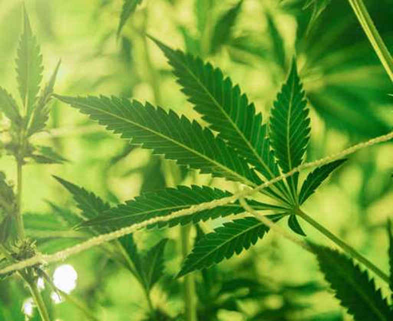 THC-freies Marihuana: Dies sind die wichtigsten Vorteile, die von der Wissenschaft anerkannt werden 2