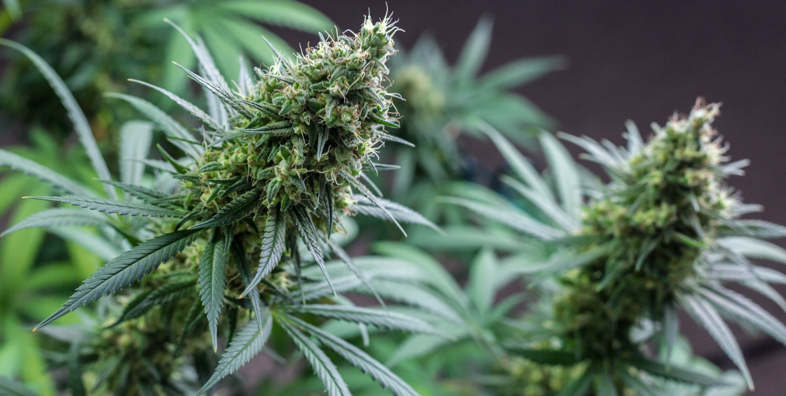THC-freies Marihuana: Dies sind die wichtigsten Vorteile, die von der Wissenschaft anerkannt werden