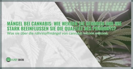 Mängel bei Cannabis: wie stark beeinflussen sie die Qualität?