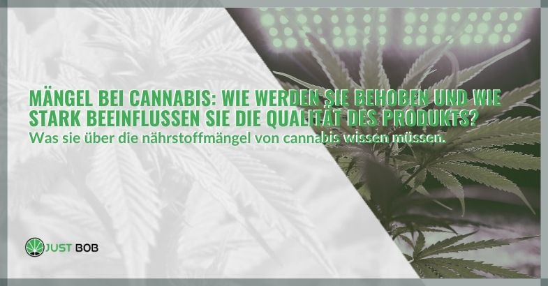 Mängel bei Cannabis: wie stark beeinflussen sie die Qualität?