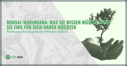 Bonsai-Marihuana: Was Sie wissen müssen, wenn Sie eins für sich haben möchten