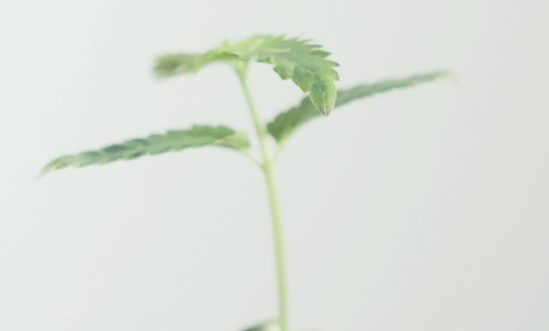 Cannabis-Stecklinge