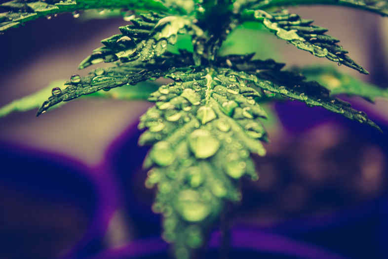 cannabis cbd