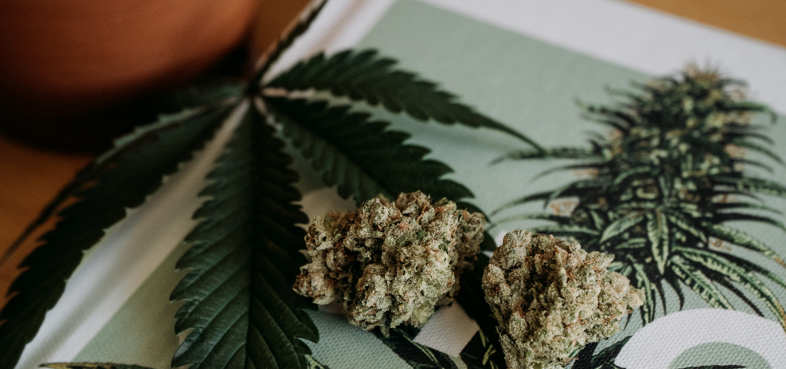cannabis cbd