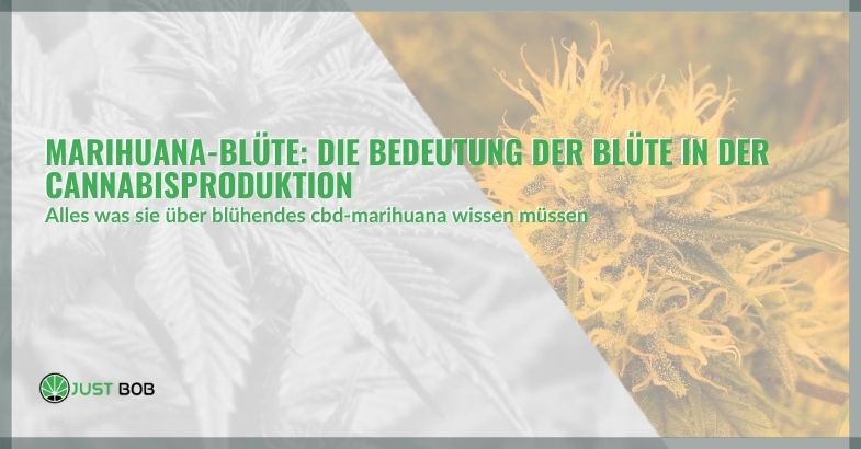 Marihuana-Blüte: Die Bedeutung der Blüte in der Cannabisproduktion