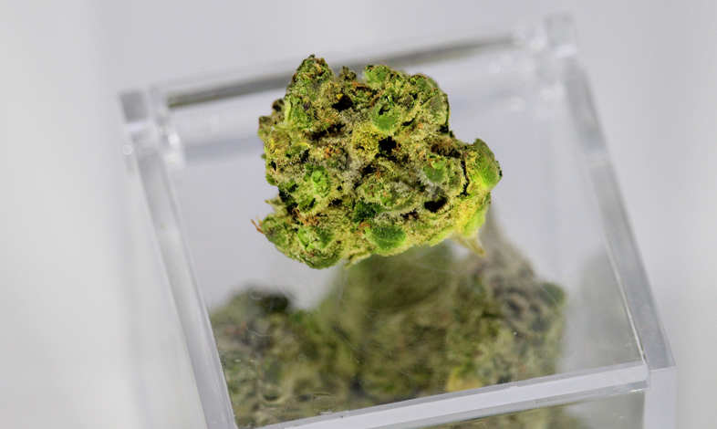 cannabis cbd