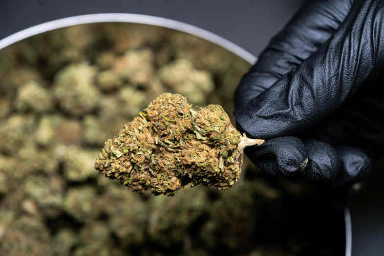 cannabis cbd