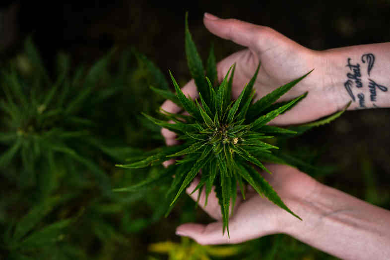 cbd gras