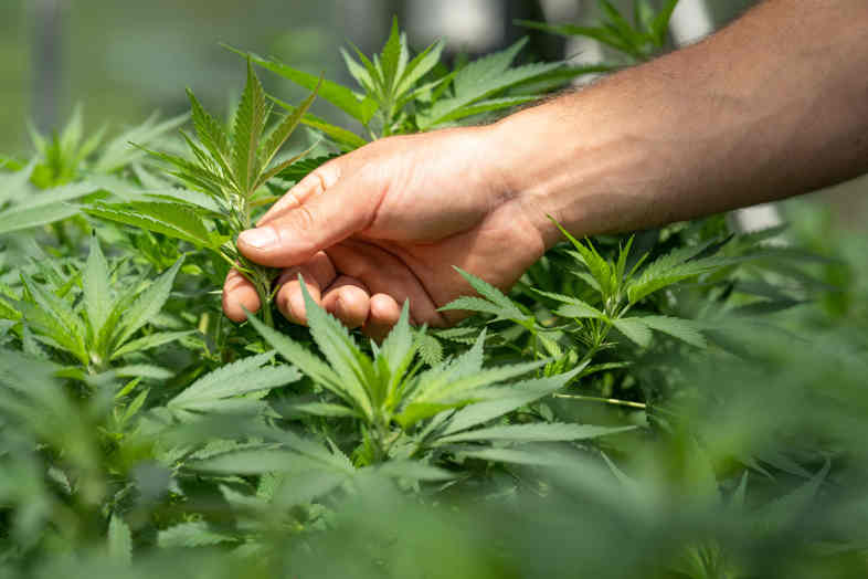 cannabis cbd