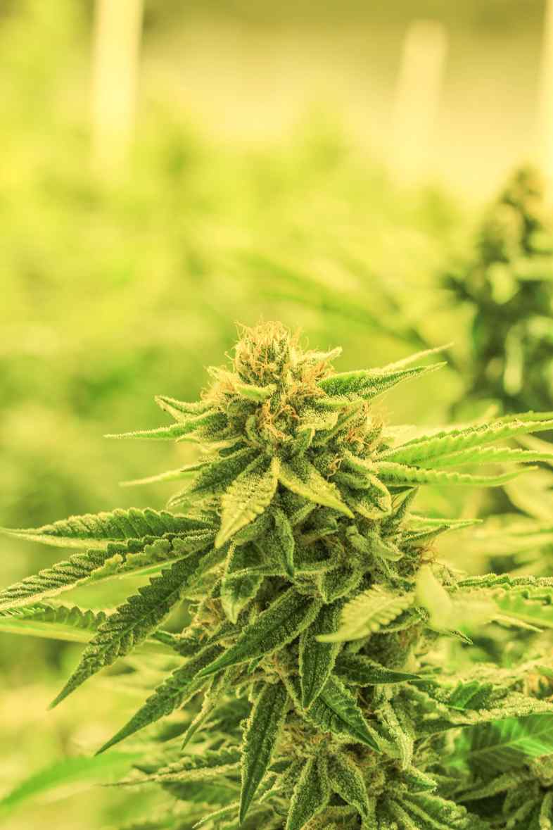 Cannabis Indica hat den höchsten CBD-Gehalt