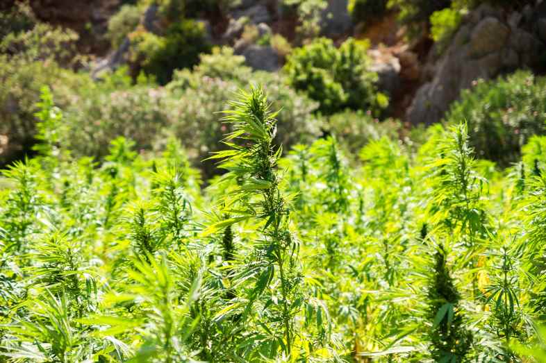 Ruderalis Cannabis ist am widerstandsfähigsten gegen niedrige Temperaturen