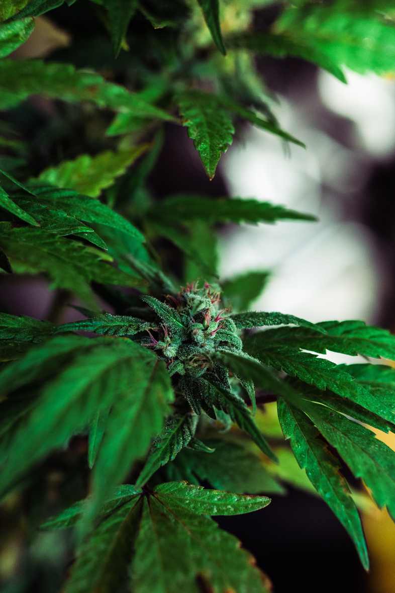 Eine der besten Cannabis-Sorten: Master Kush