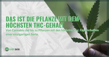 Das Geheimnis der Pflanze mit dem höchsten THC-Wert