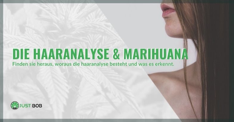 Wie funktioniert der Marihuana-Haartest?