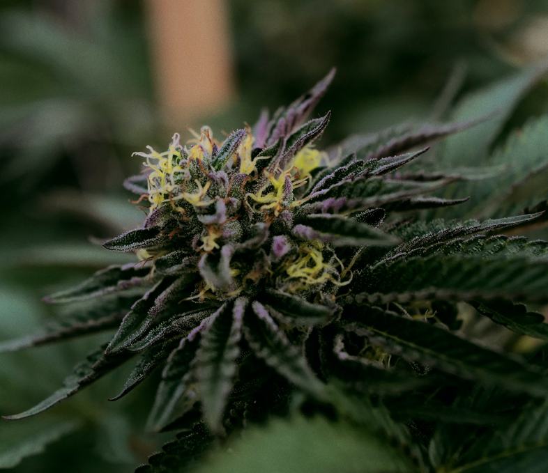 Purple GG # 4 ist wohl das beste Unkraut des Jahres 2020