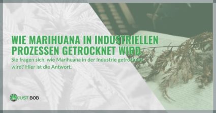 Wie Marihuana in industriellen Prozessen getrocknet wird.