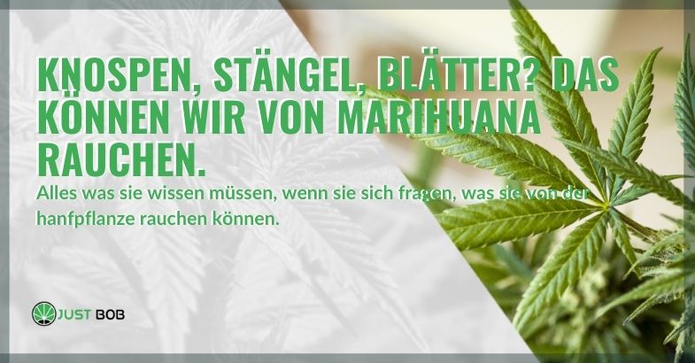 Knospen, Stängel und Blätter können aus der Marihuana-Pflanze geraucht werden