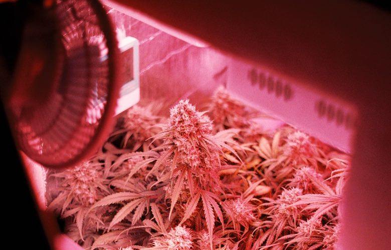 Züchter sparen Energie, indem sie LED-Leuchten für den Anbau von Marihuana verwenden