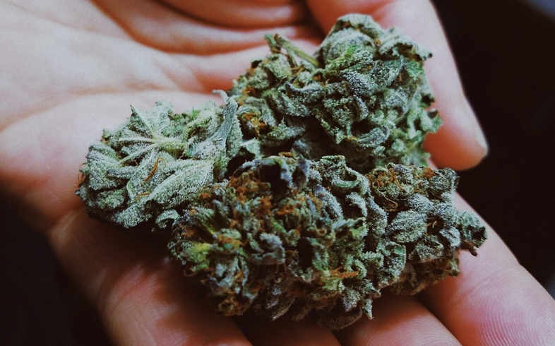 Es heißt Unkraut ohne THC oder Unkraut