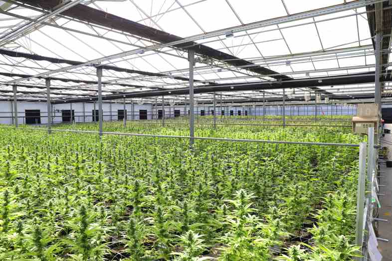 In Uruguay hergestellter Industriehanf: Warum wurde er noch nicht in andere Staaten exportiert?