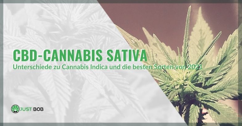 Marihuana Sativa CBD: Die Unterschiede zu Cannabis Indica