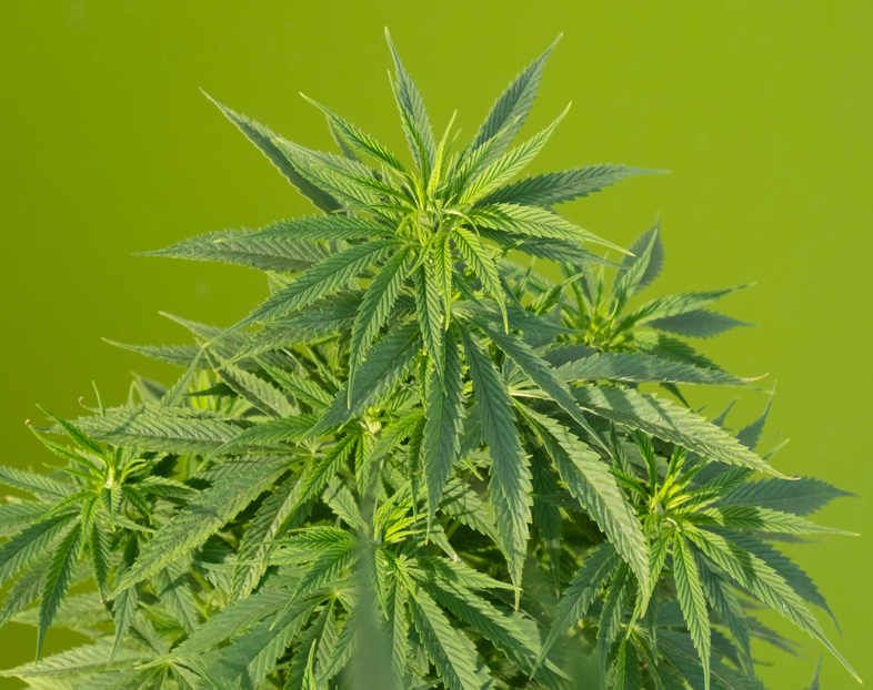 Wir können es auf zwei Arten nennen: Unkraut ohne THC oder Unkrautlicht