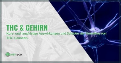 Die Auswirkungen und Schäden, die durch die Einnahme von THC-Cannabis verursacht werden