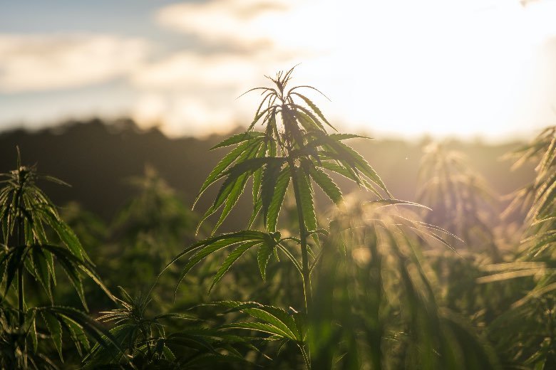 Die Ursprünge und Unterschiede von Sativa und Indica Marihuana