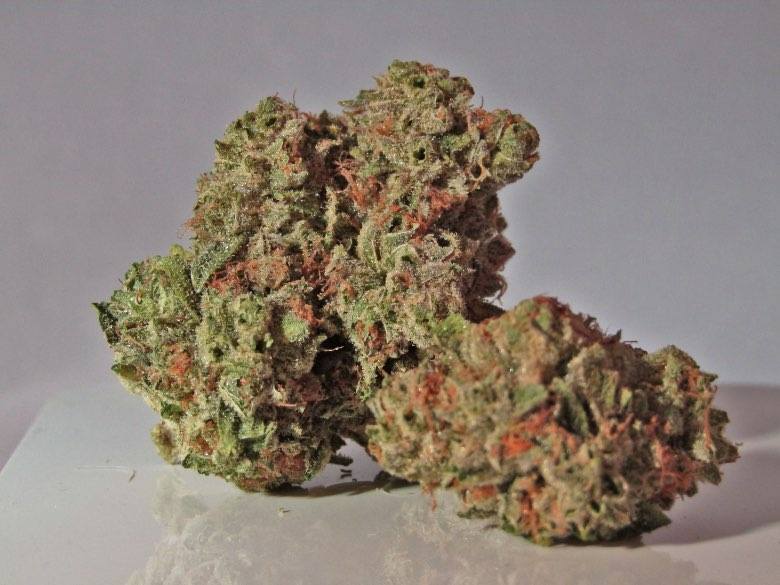 Master Kush: eine der besten CBD-Cannabissorten