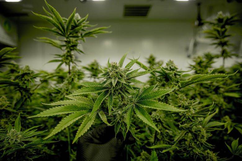 Produktion von nicht-psychoaktivem Unkraut in Uruguay (legales Unkraut)