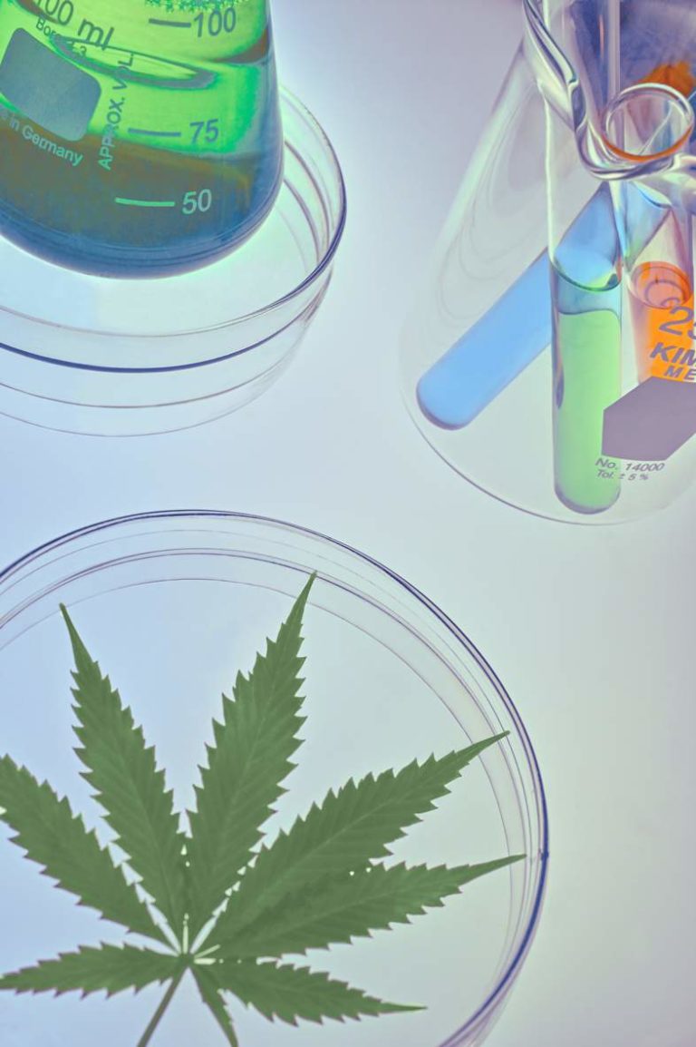cbd öl