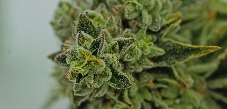 Cannabis-Trichome, die CBD absondern