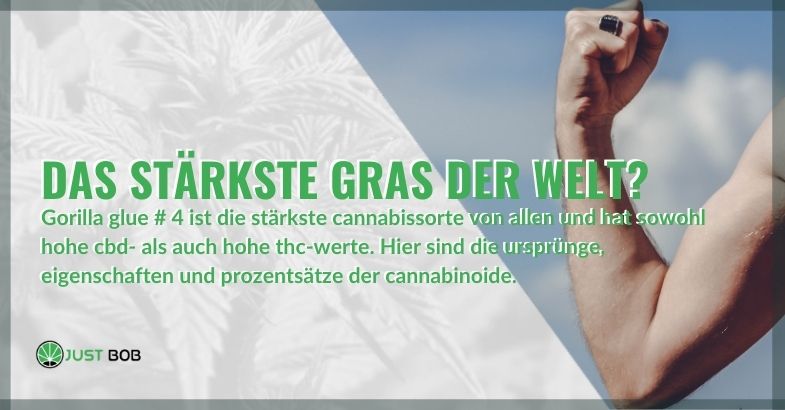 Gorilla Glue # 4 ist das stärkste Kraut der Welt