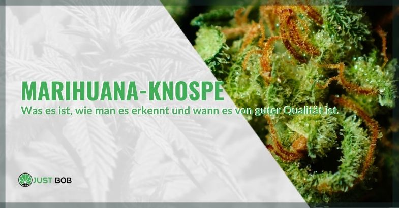 Was sind Marihuana-Knospen und wie erkennt man, ob sie von Qualität sind