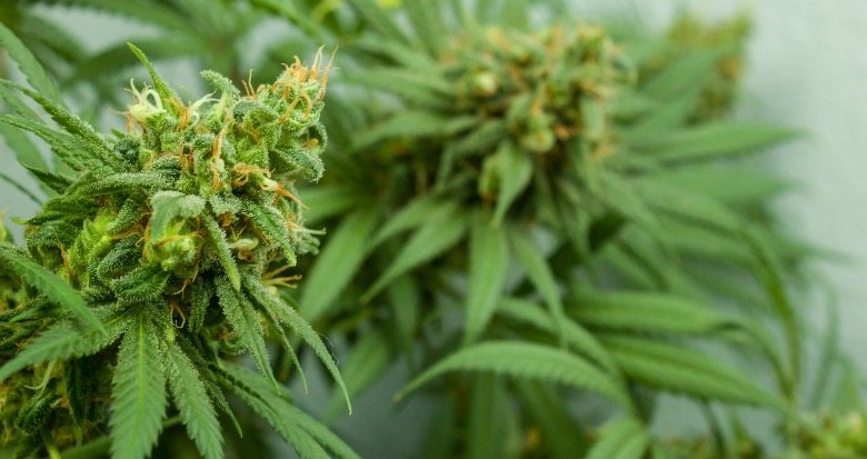 Cannabisblätter und -blüten mit cbd-Harz bedeckt