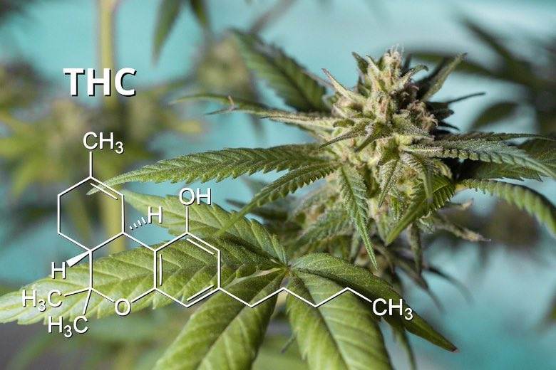 Die in Marihuana enthaltenen Substanzen