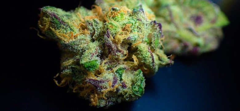 Cannabis blüht mit thc